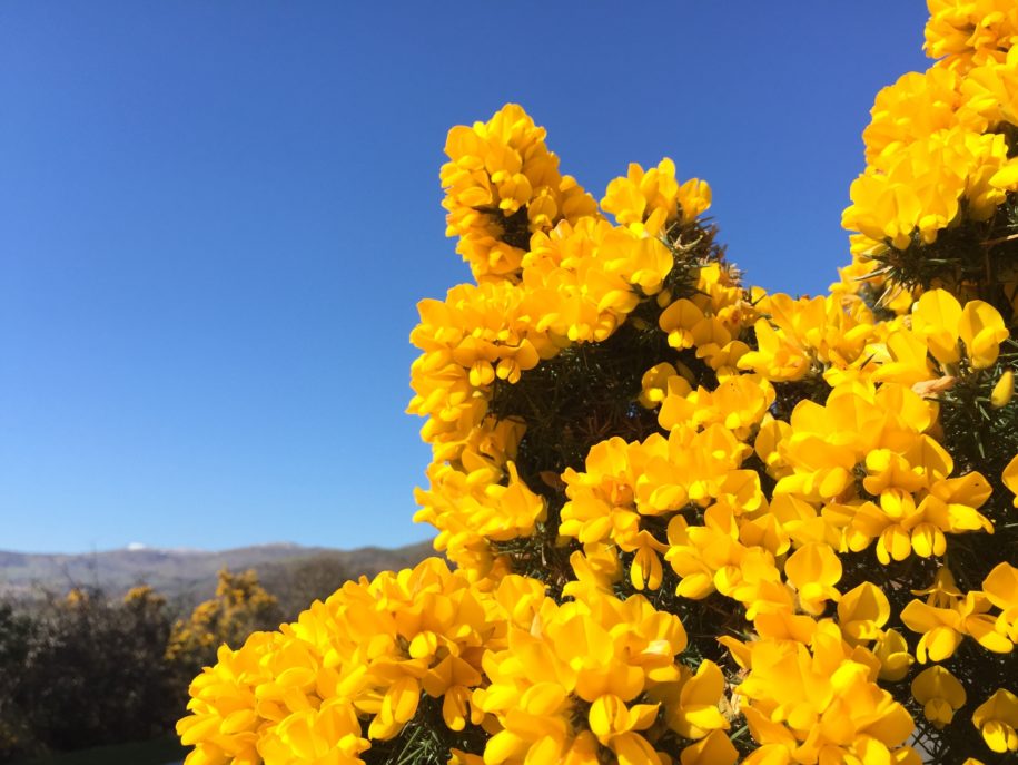 Gorse in Bloom....!!!! Gorse in Bloom....!!!!