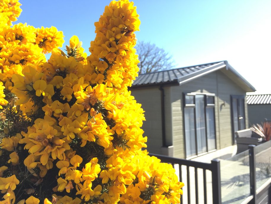 The magnificent gorse is in full bloom....!!!!! The magnificent gorse is in full bloom....!!!!!