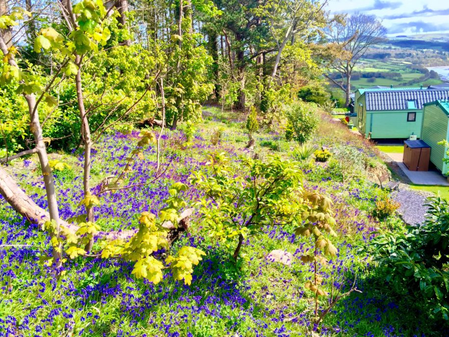 Gorse Hill's bluebell woods look so beautiful....!!!!! Gorse Hill's bluebell woods look so beautiful....!!!!!
