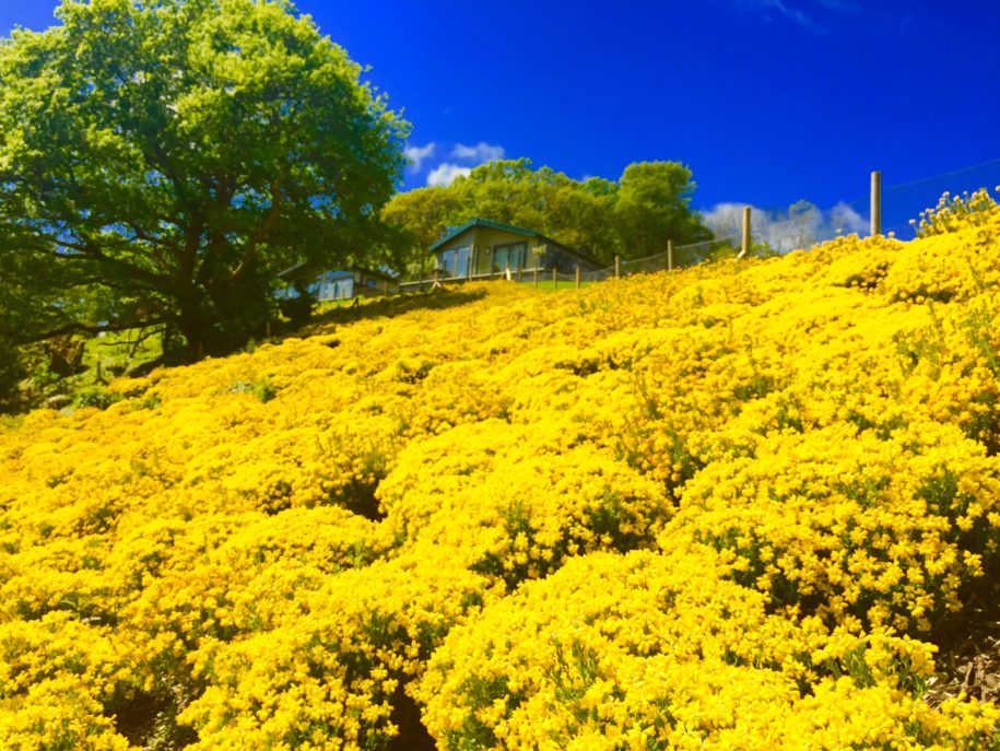 We love our new Dwarf Gorse Plantation.....!!!!!! We love our new Dwarf Gorse Plantation.....!!!!!!